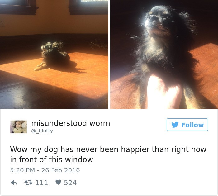 Top 20 best dog tweets "wow my dog has never been happier than right now in front of this window"